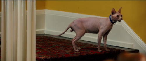 A Sphynx cat wearing a blue collar at the top of a staircase. It has very prominent testicles.