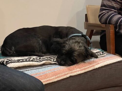 A small shaggy black dog sleeping on an ottoman. He is very cute.