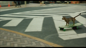 A cat on a skateboard from Cats on Park Avenue (1989)